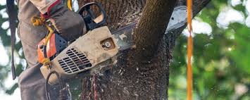 How Our Tree Care Process Works  in  Renova, MS